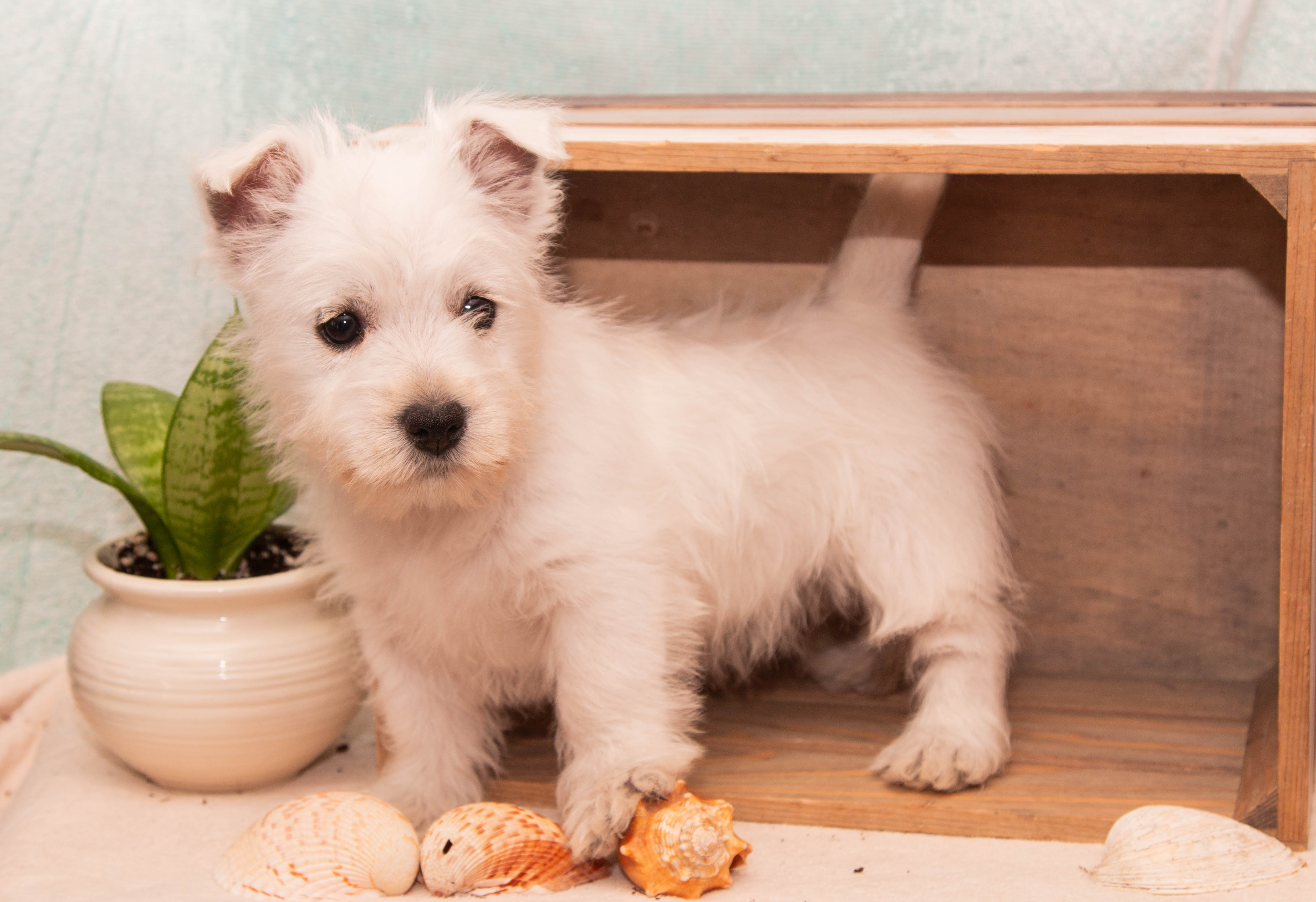 puppy, for, sale, West Highland White Terrier, Amos B. King, dog, breeder, Romney, WV, dog-breeder, puppy-for-sale, forsale, nearby, find, puppyfind, locator, puppylocator, aca